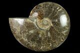 Polished, Agatized Ammonite (Cleoniceras) - Madagascar #149177-1